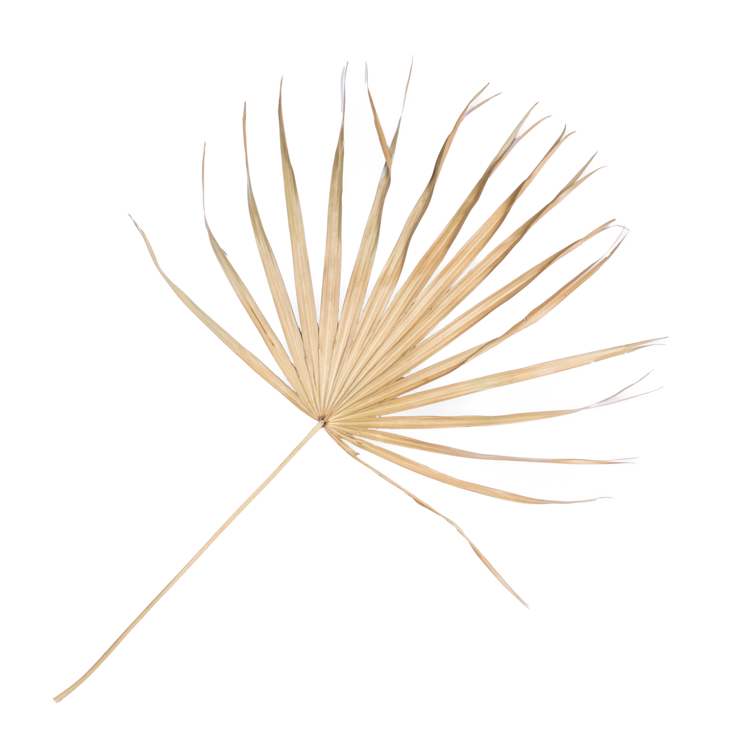 Dry cattail leaf Natura